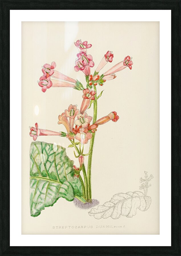 Streptocarpus Dunnii Picture Frame print