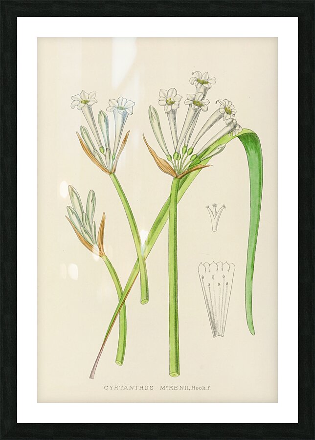 Cyrtanthus Mckenii Picture Frame print