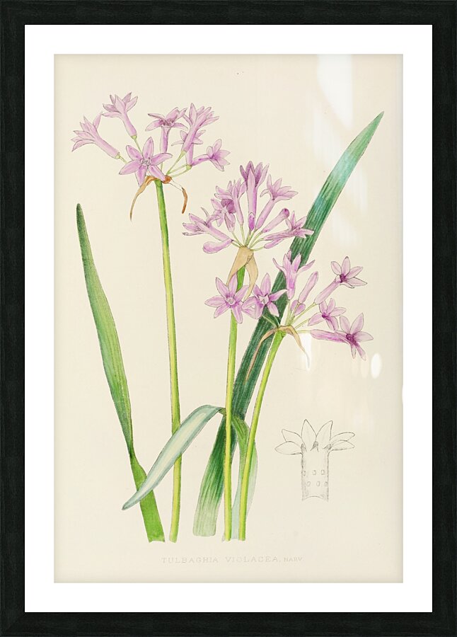 Tulbaghia Violacea Picture Frame print