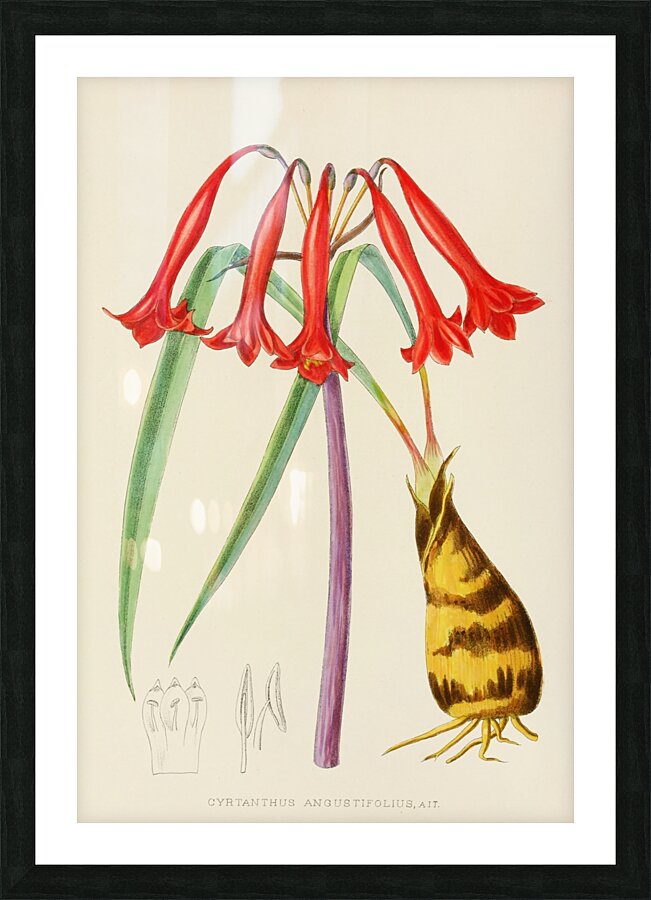 Cyrtanthus Augustifolius Picture Frame print