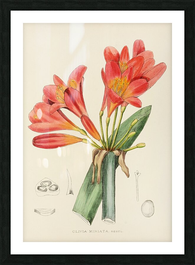 Clivia Miniata Picture Frame print