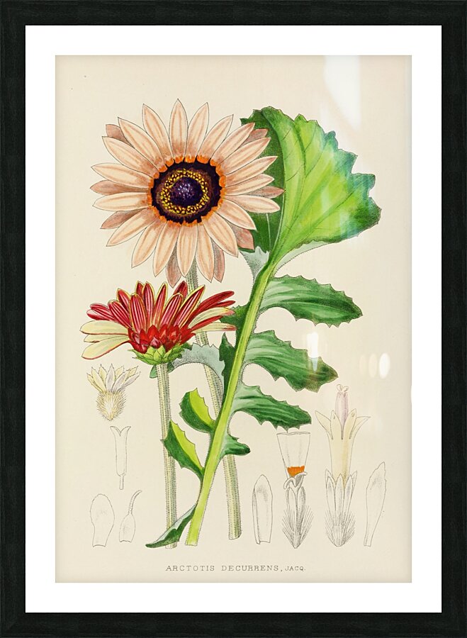 Arctotis Decurrens Picture Frame print