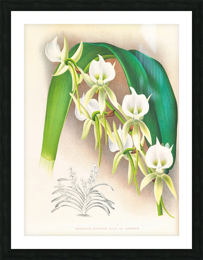 Angraecum eburneum var superbum Picture Frame print