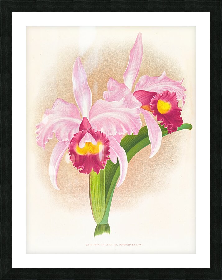 Cattleya Trianae var purpurata Picture Frame print