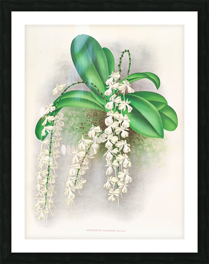 Angraecum citratum Picture Frame print
