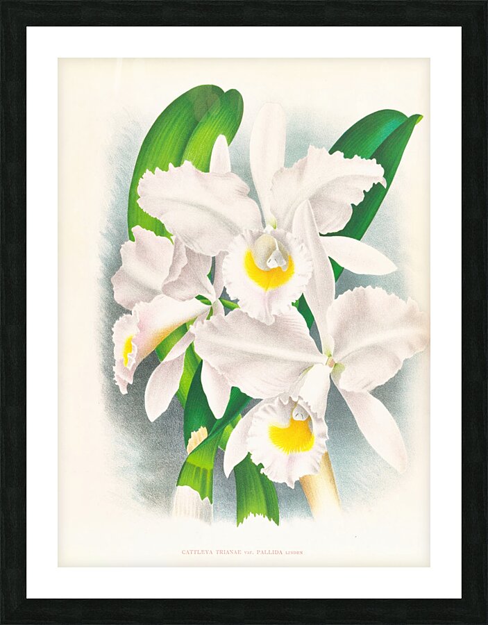 Cattleya Trianae var Pallida  Picture Frame print