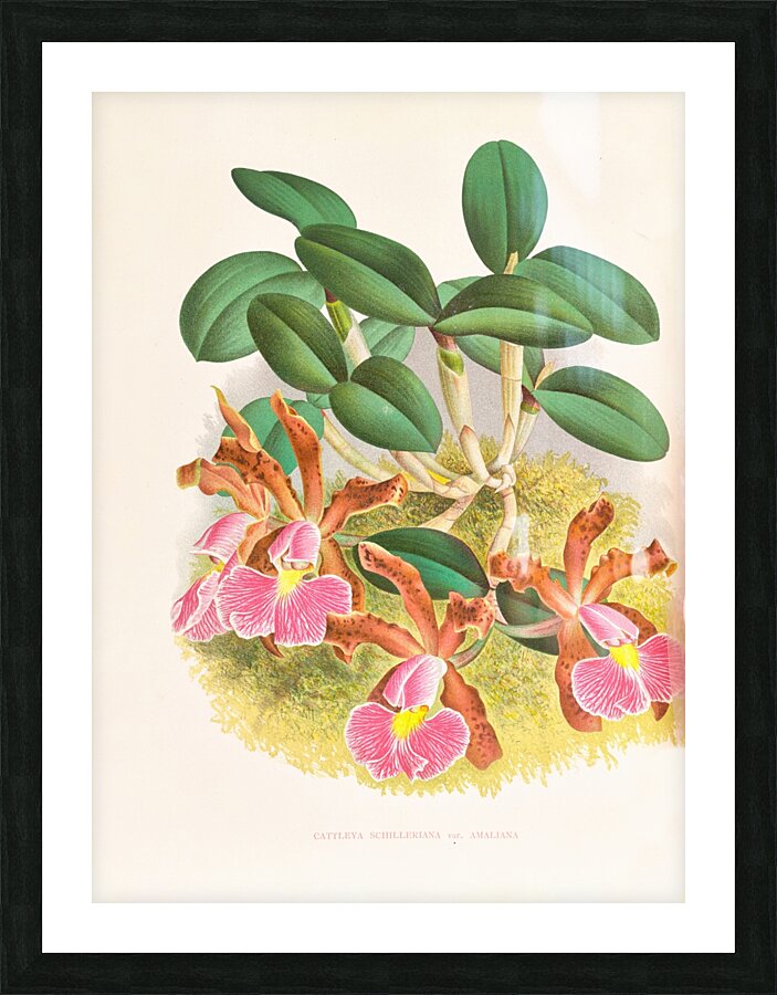 Cattleya schilleriana Picture Frame print