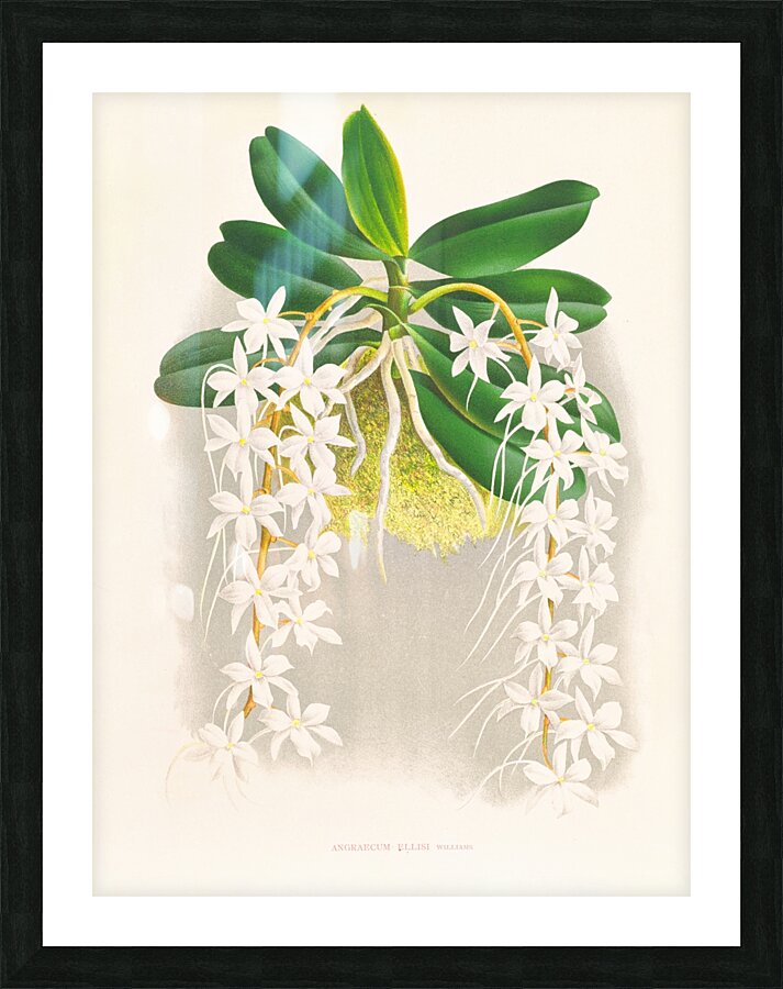 Angraecum ellisi  Picture Frame print