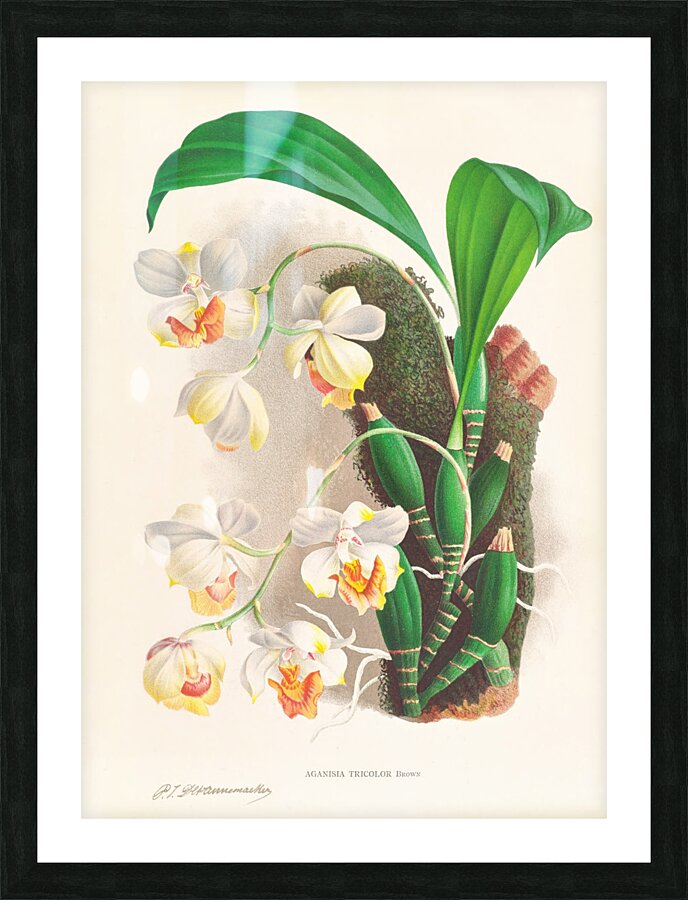 Aganisia tricolor Picture Frame print