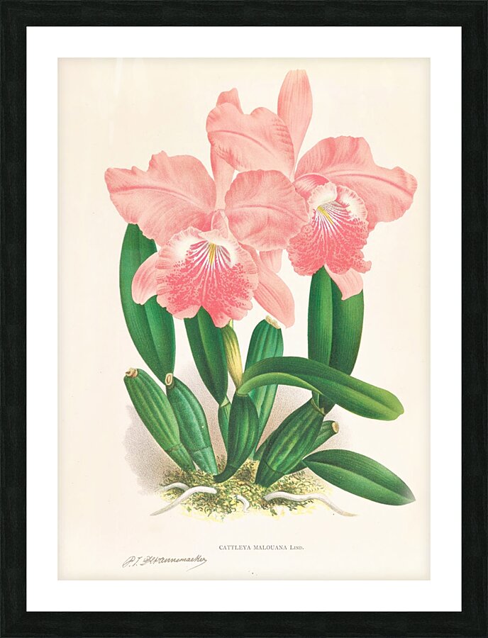 Cattleya Malouana Picture Frame print