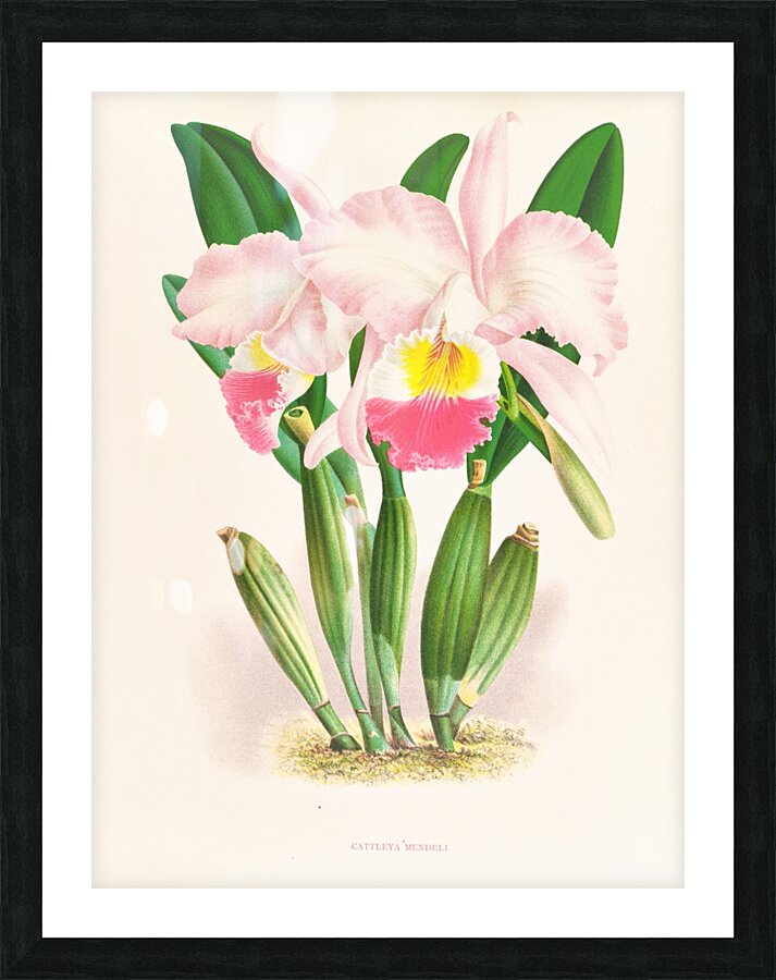 Cattleya Mendeli Picture Frame print