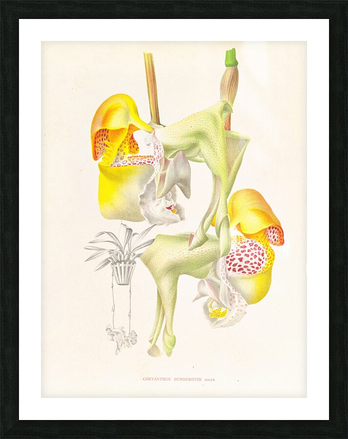 Coryanthes bungerothi  Picture Frame print