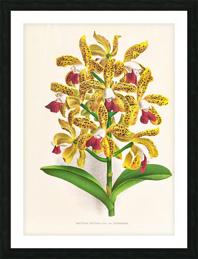 Cattleya guttata Picture Frame print
