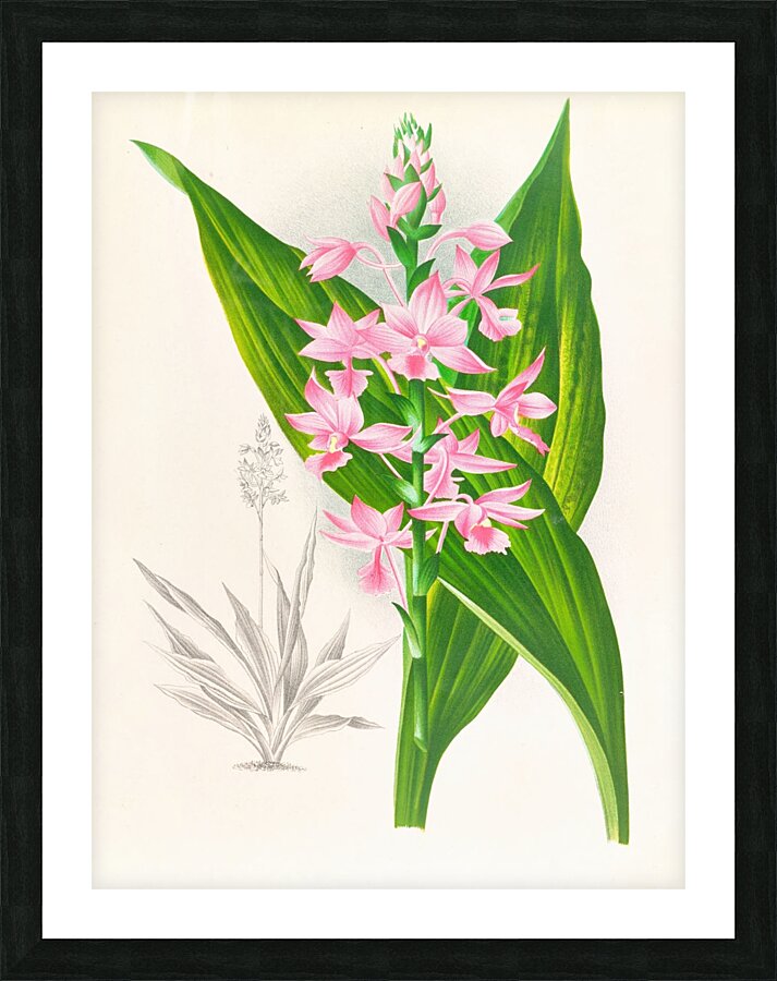 Calanthe Masuca  Picture Frame print