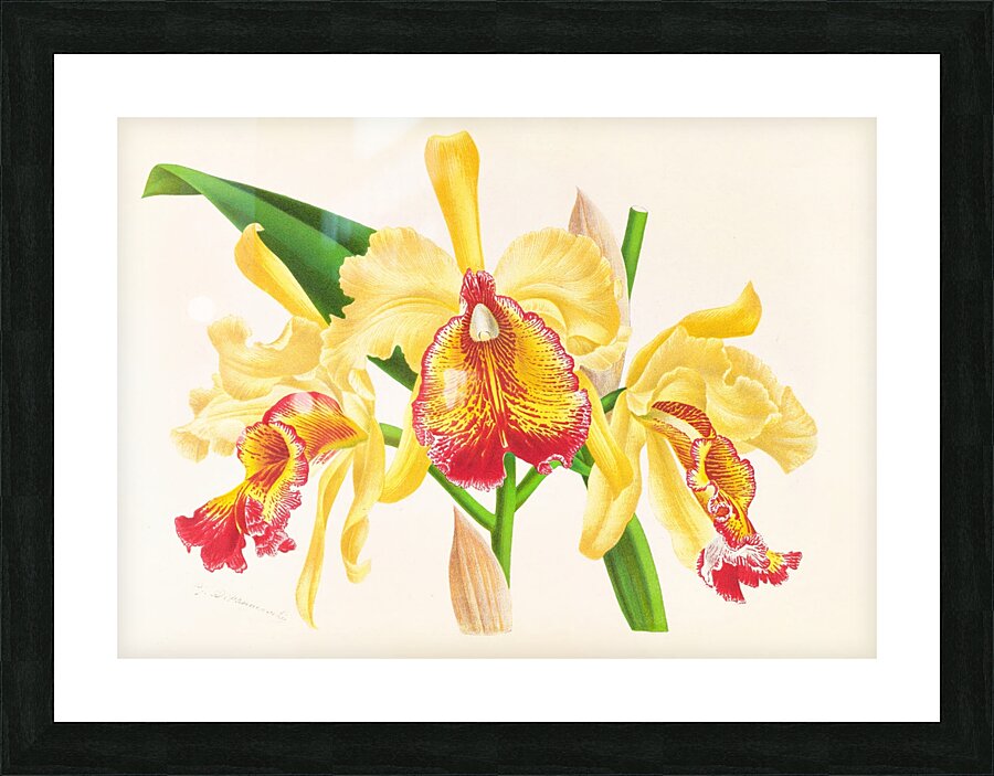 Cattleya Aurea Picture Frame print