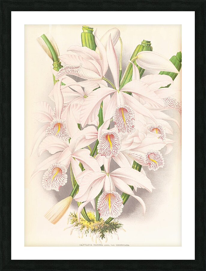 Cattleya Maxima Picture Frame print