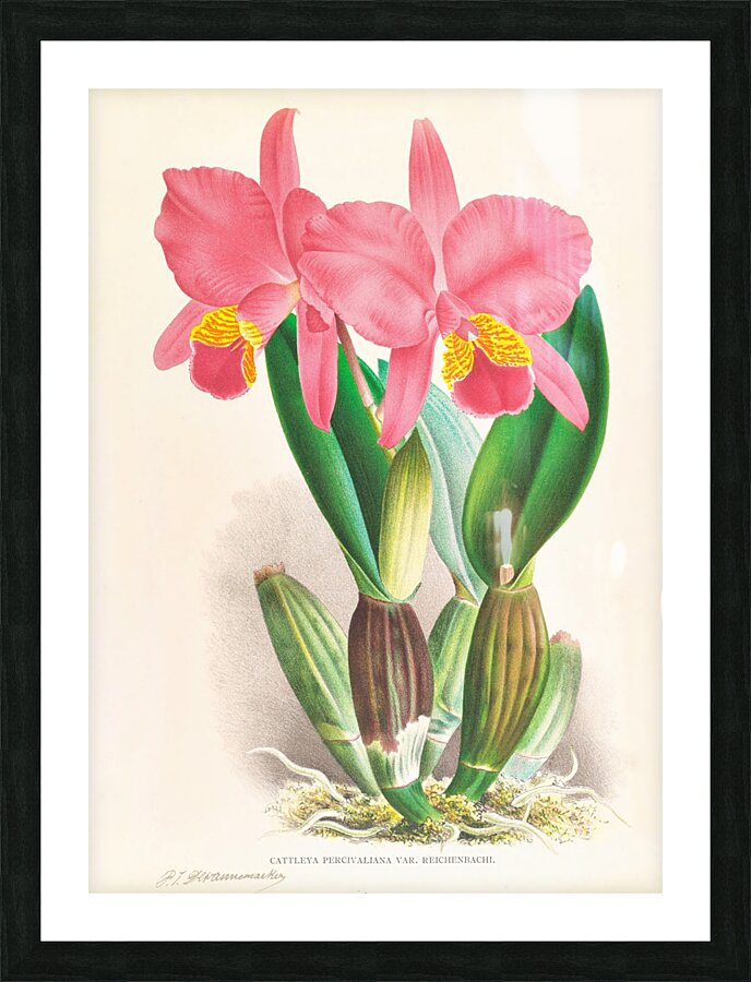 Cattleya percivaliana var reichenbach Picture Frame print