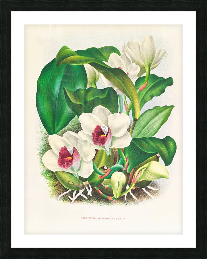 Bifrenaria harrisoniae  Picture Frame print