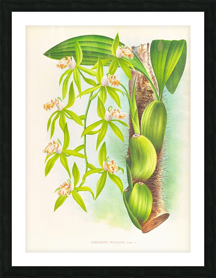 Coelogyne peltastes Picture Frame print