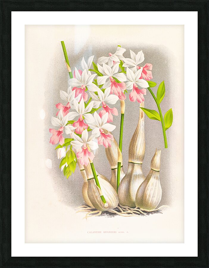 Calanthe regnieri Picture Frame print
