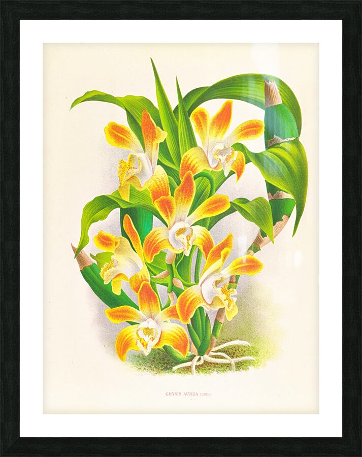Chysis aurea Picture Frame print