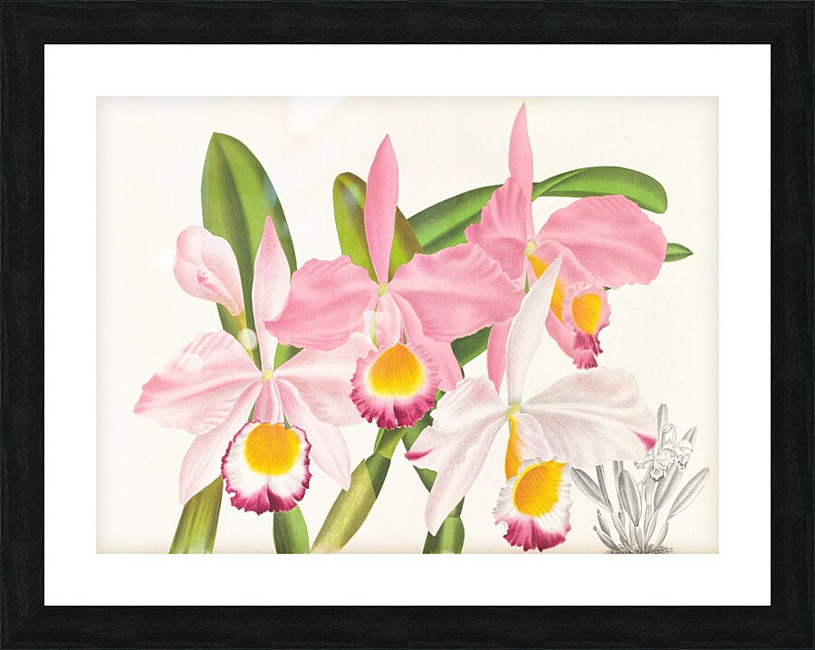Cattleya eldorado Picture Frame print