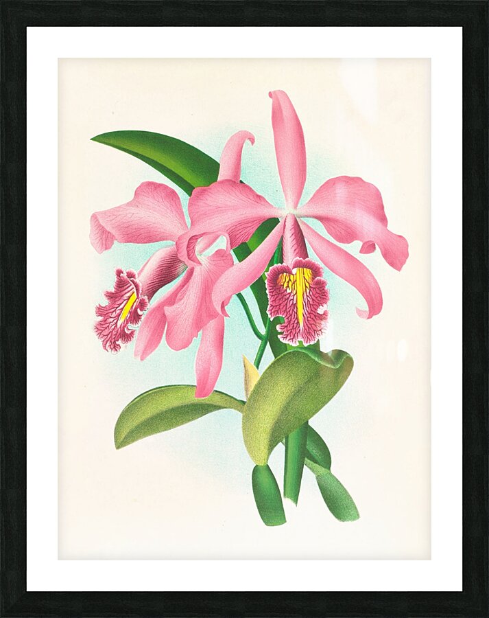 Cattleya maxima Picture Frame print