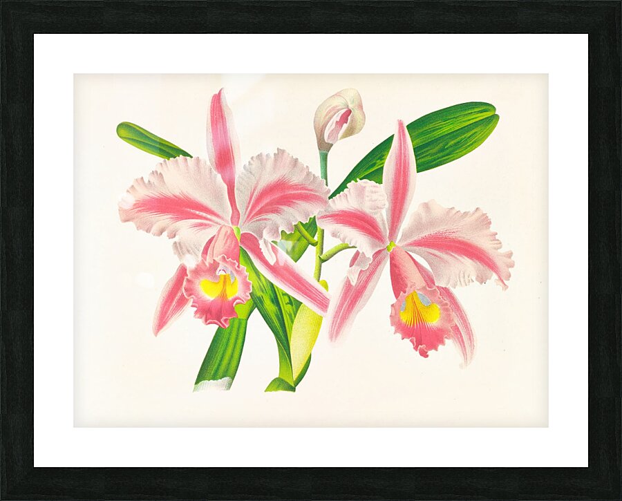 Cattleya Trianae var striata Picture Frame print