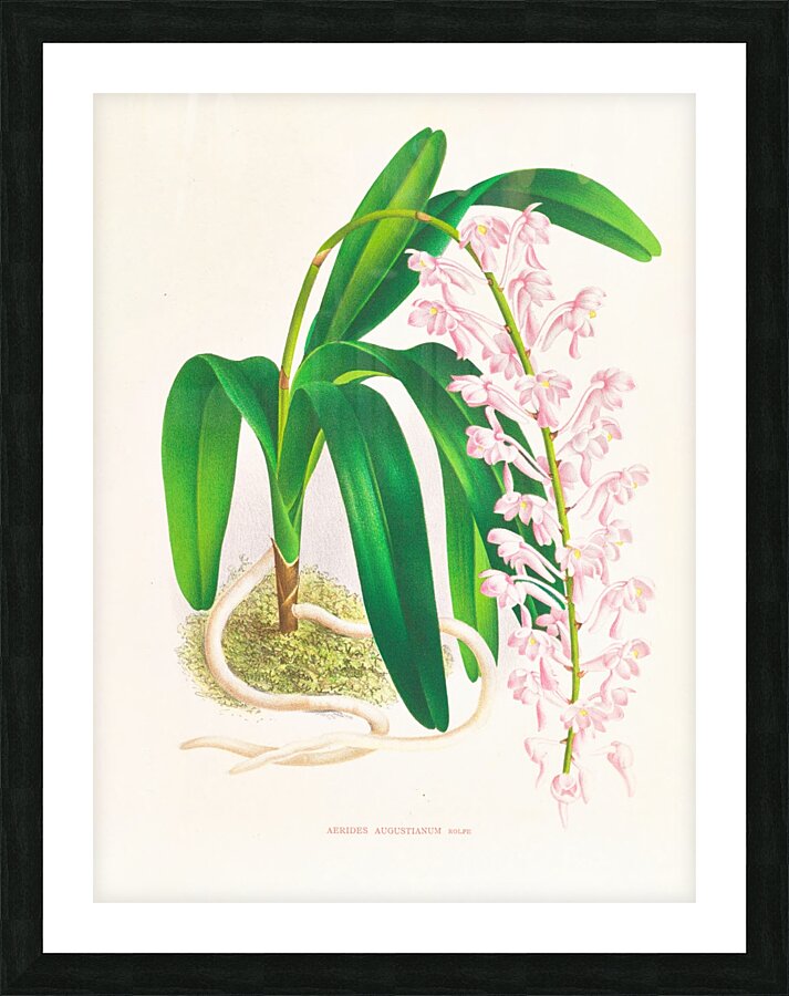 Aerides augustianum Picture Frame print