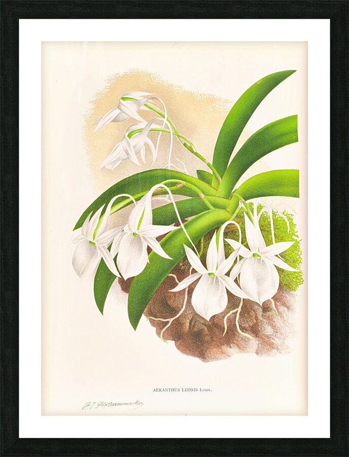 Aeranthus Leonis Picture Frame print