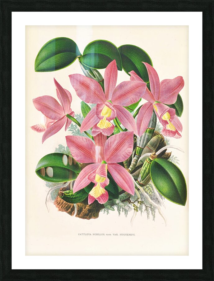 Cattleya nobilior Picture Frame print