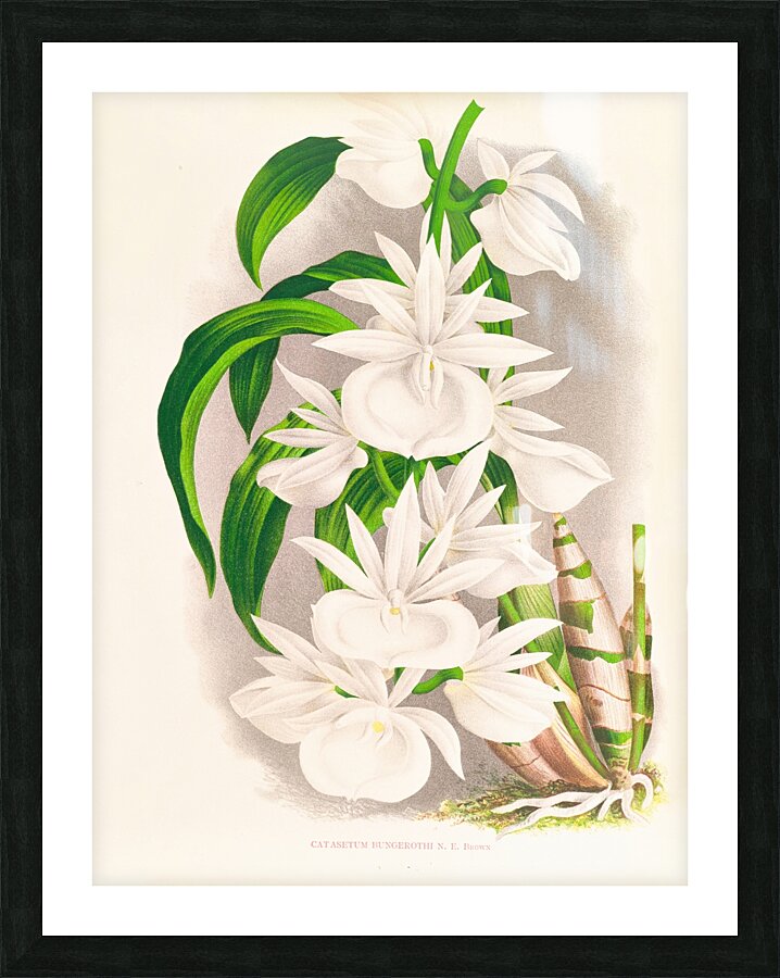 Catasetum bungerothi  Picture Frame print