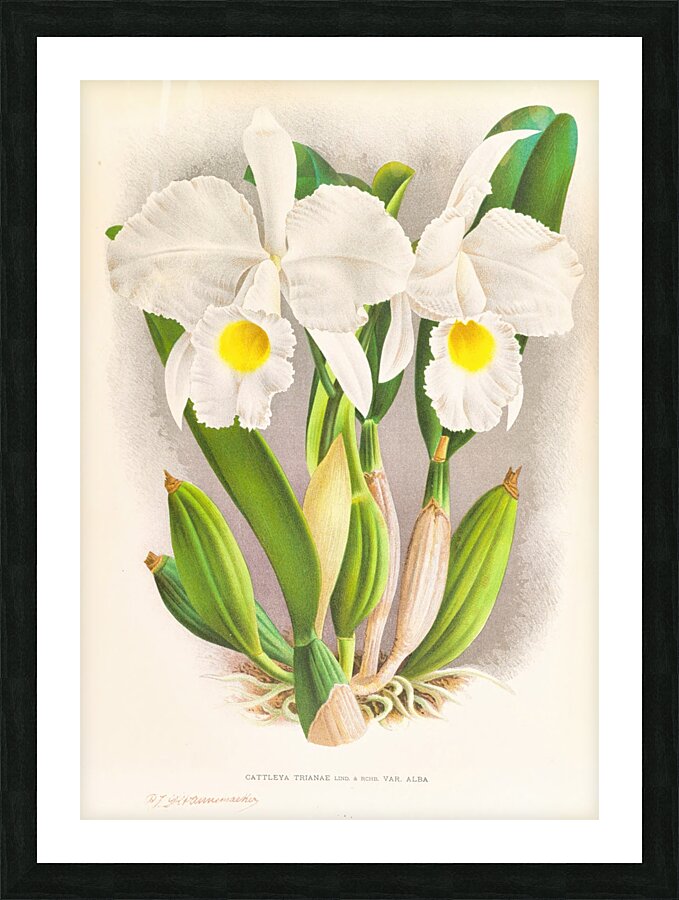 Cattleya Trianae Picture Frame print