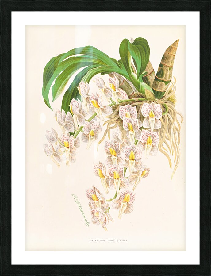 Catasetum tigrinum Picture Frame print