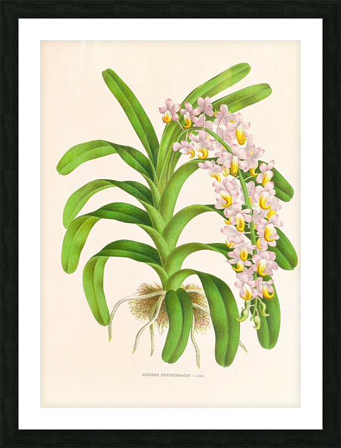 Aerides Reichenbach Picture Frame print
