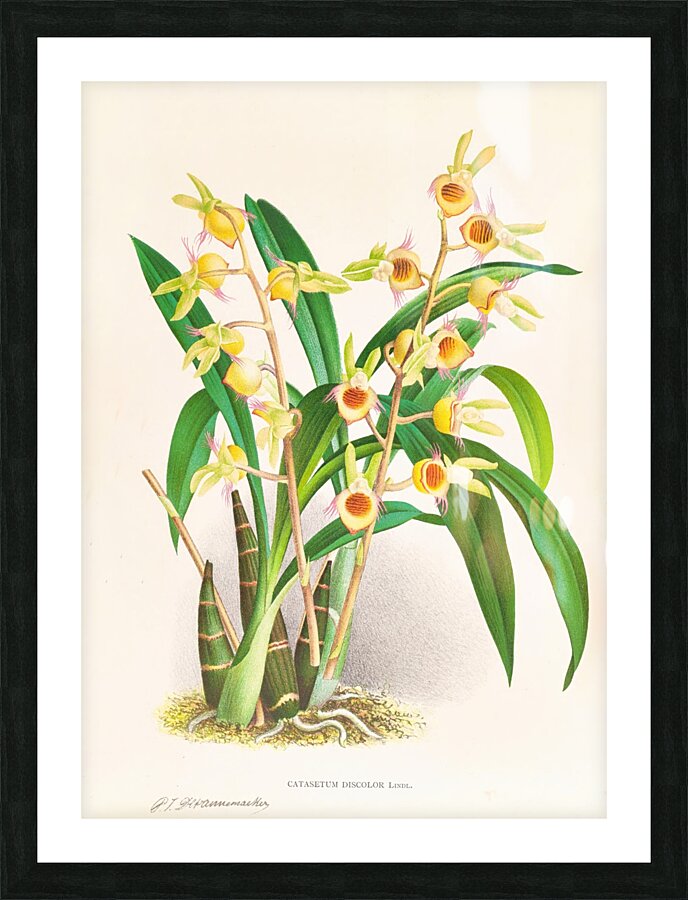 Catasetum Discolor Picture Frame print