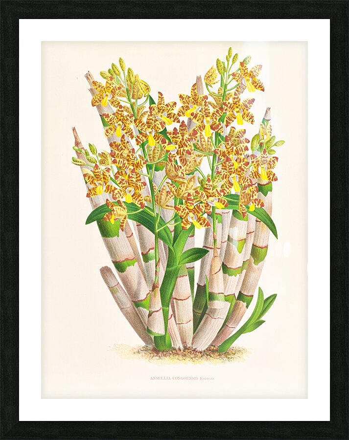Ansellia congoensis Picture Frame print