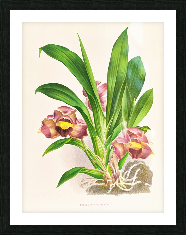 Bollea pulvinaris Picture Frame print