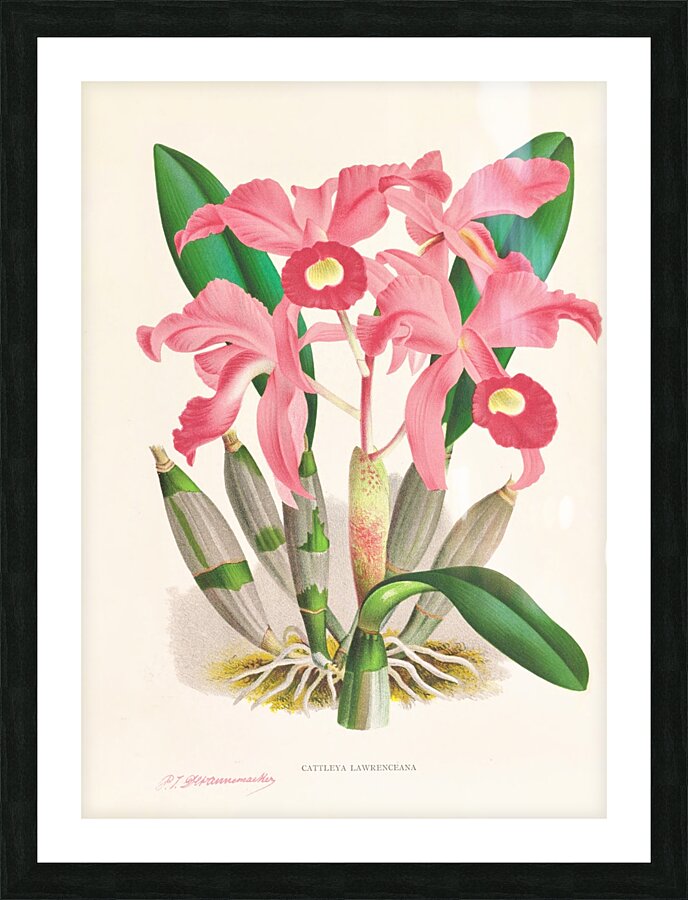 Cattleya Lawrenceana Picture Frame print