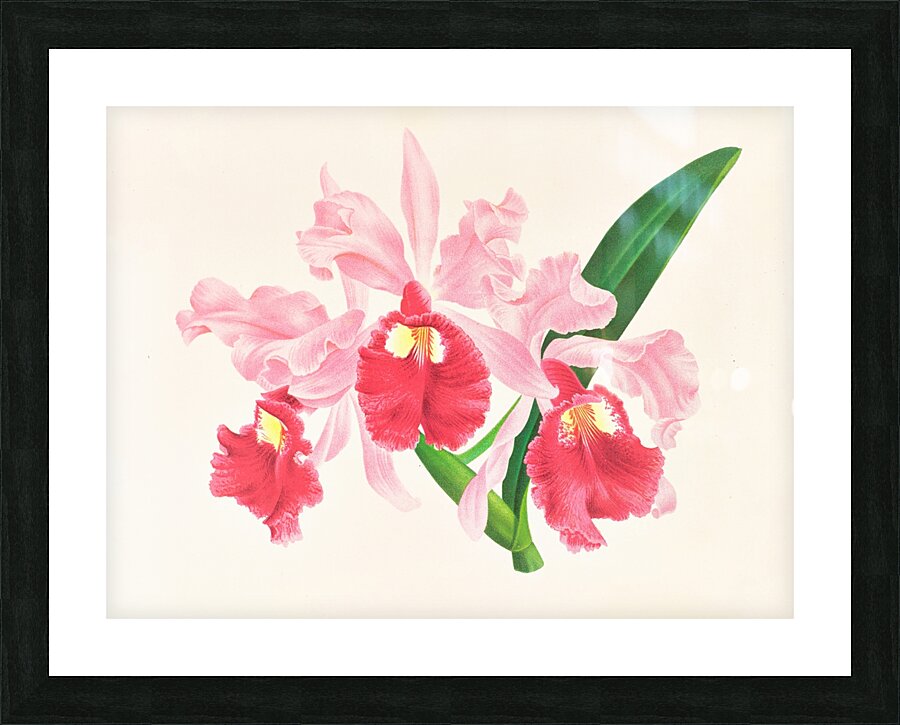 Cattleya gigas Picture Frame print
