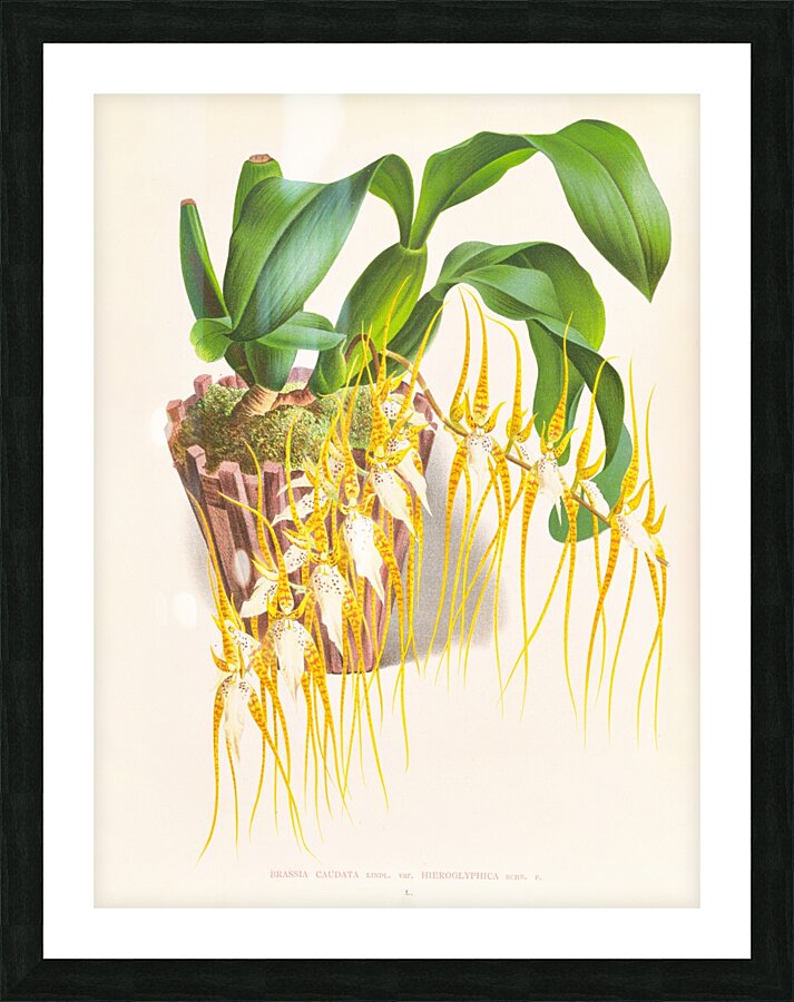 Brassia caudata  Picture Frame print