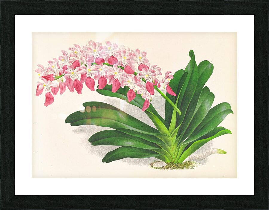 Aerides maculosum Picture Frame print