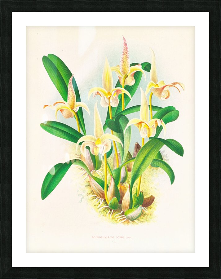 Bolbophyllum lobbi Picture Frame print