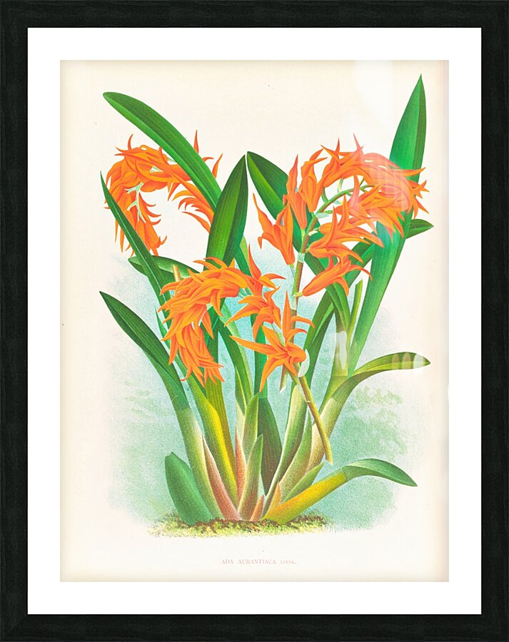 Ada aurantiaca Picture Frame print