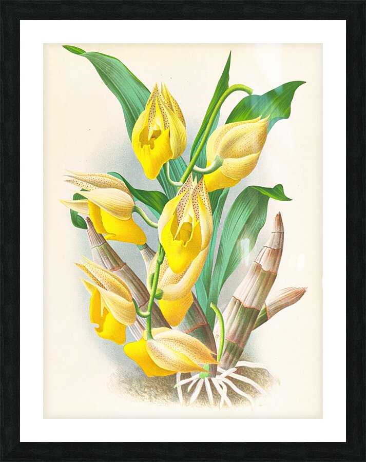 Catasetum macrocarpum Impression et Cadre photo