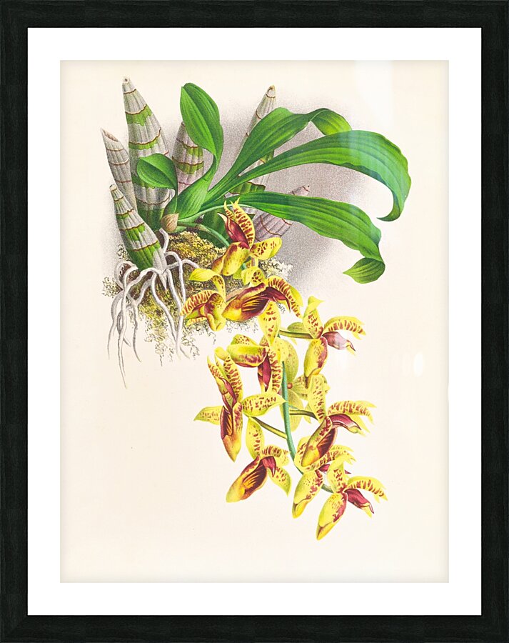 Catasetum galeritum Picture Frame print