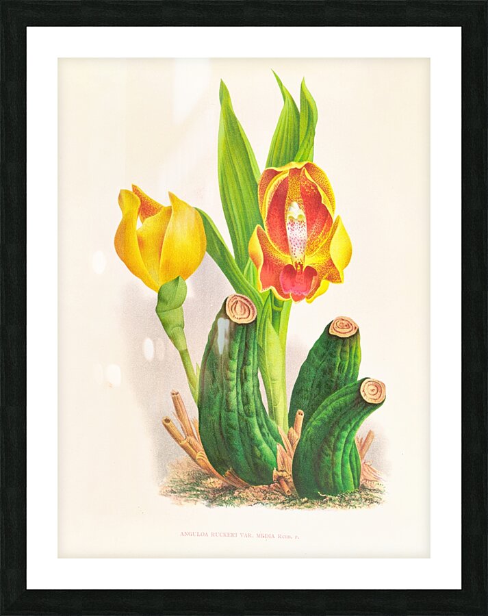 Anguloa Ruckeri var media Picture Frame print