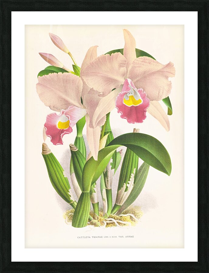 Cattleya Trianae Picture Frame print