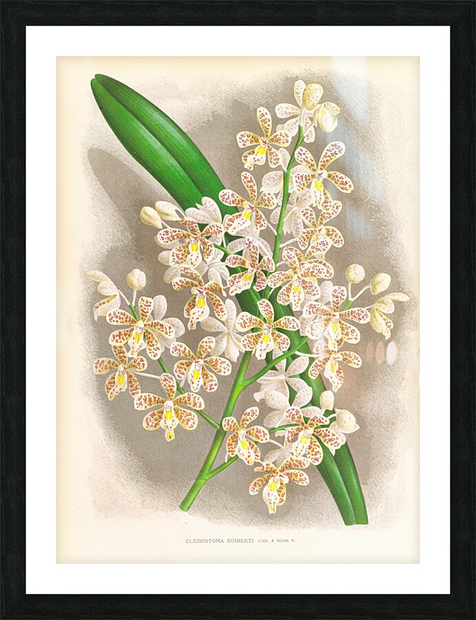 Cleisostoma Guiberti Picture Frame print