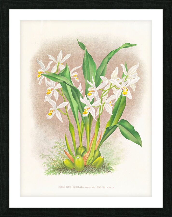 Coelogyne ocellata Picture Frame print